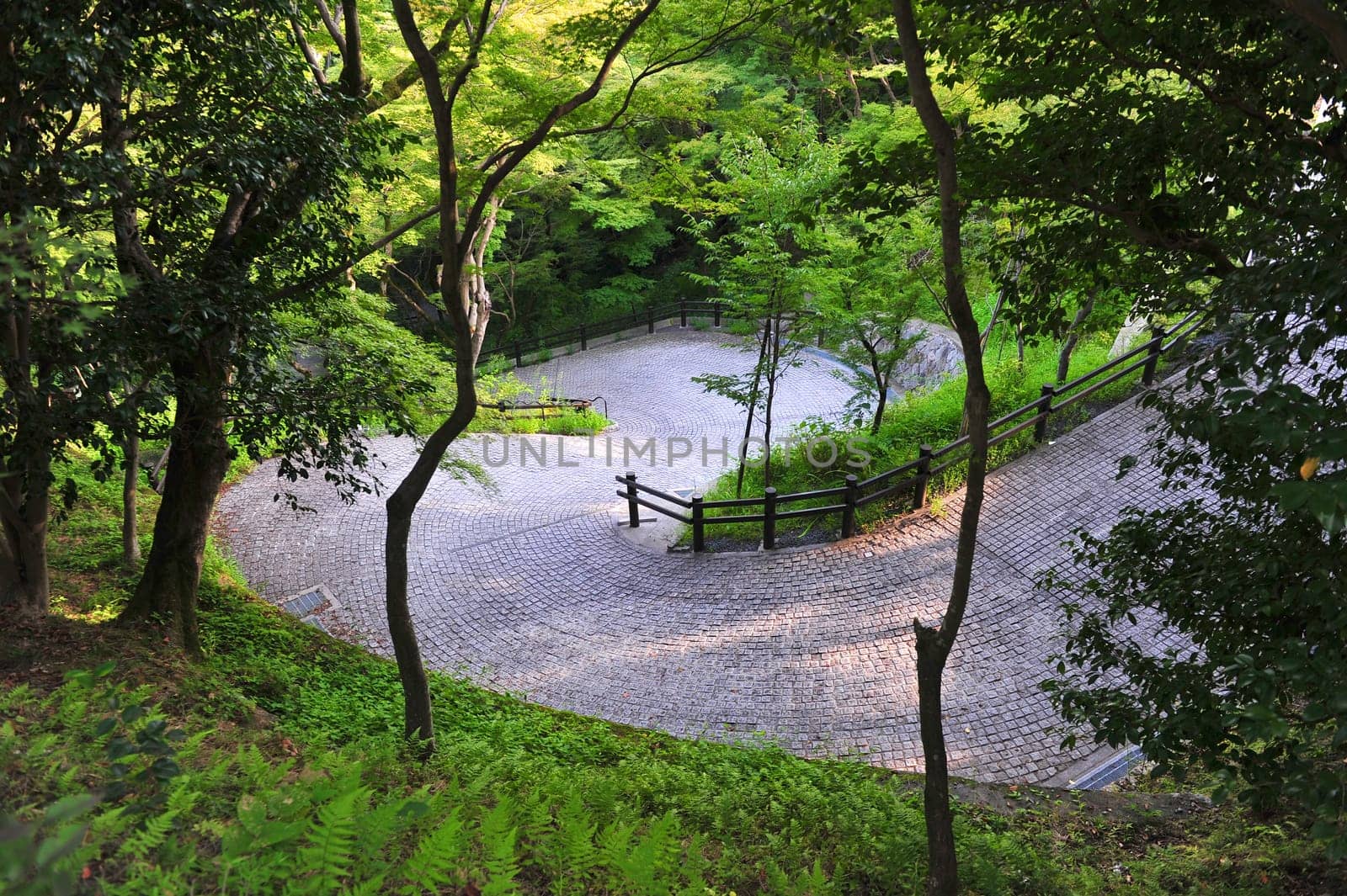 Path in a forest