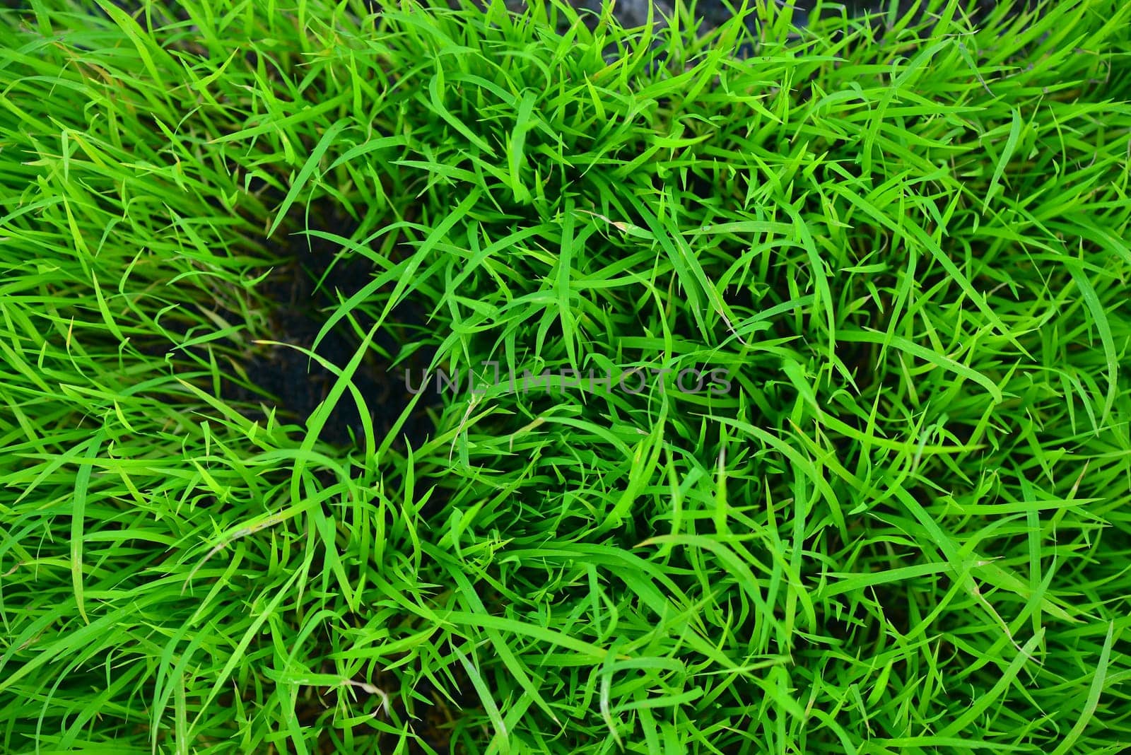 Rice Seedlings