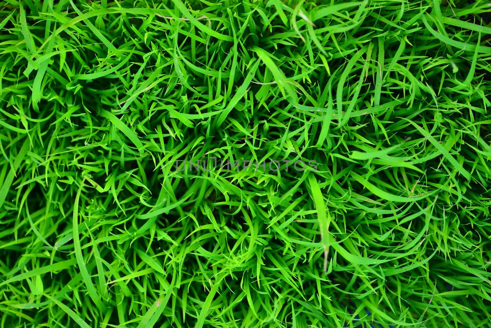 Rice Seedlings