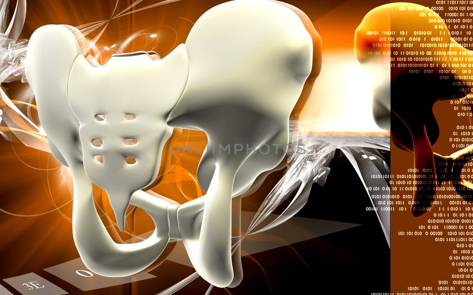 Digital illustration of pelvic girdle in colour background