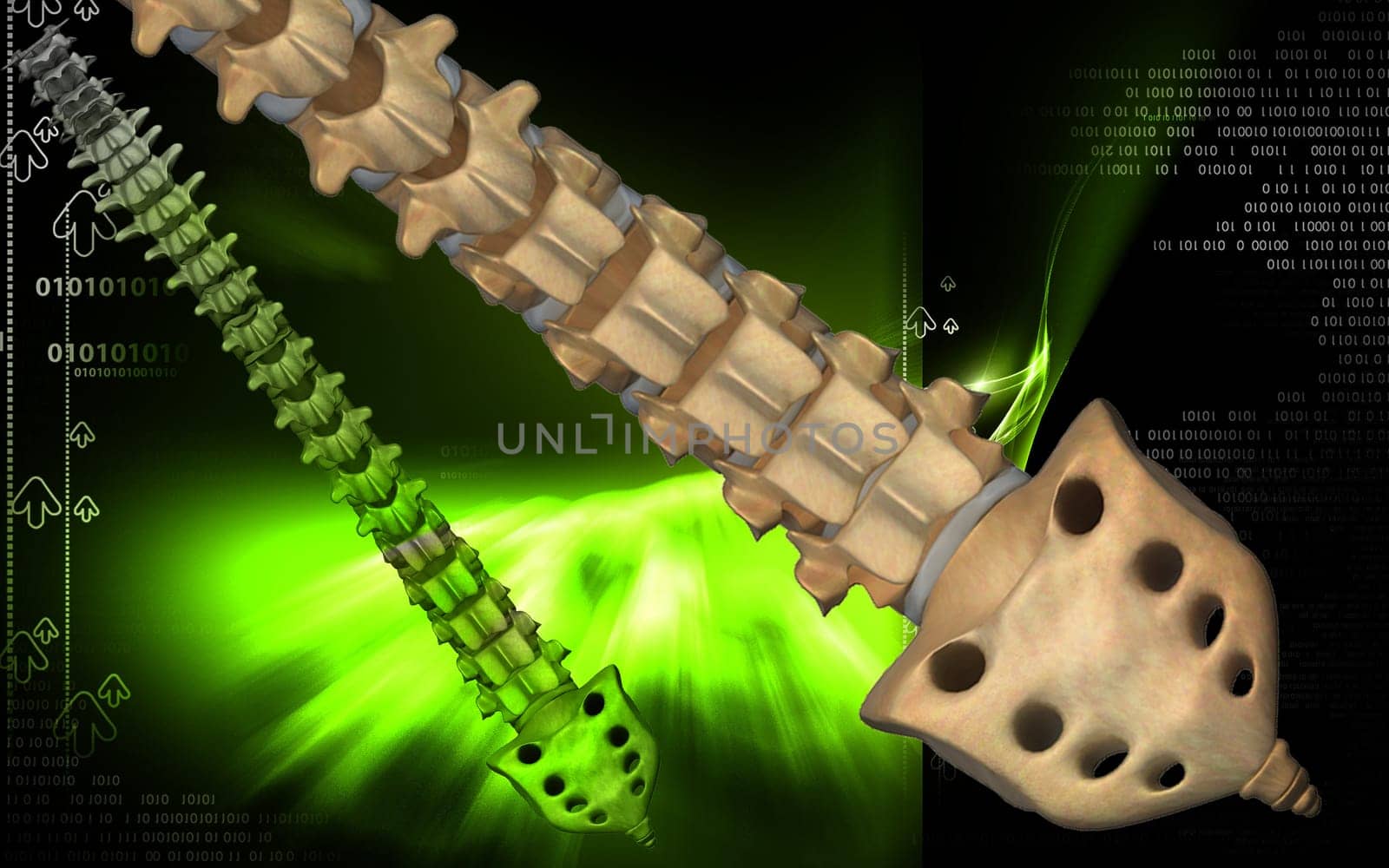 Digital illustration of back bone in colour background