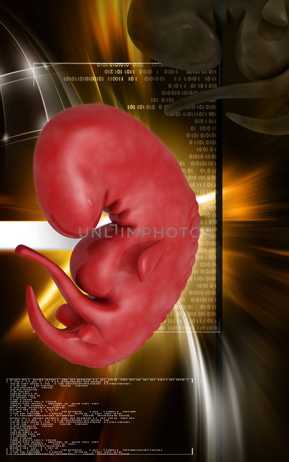 Digital illustration of Embryo in colour background