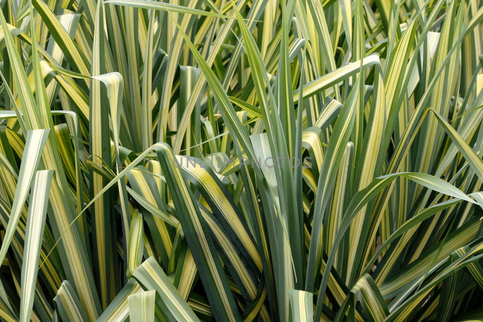 Closeup background of tall, evergreen ornamental sedge grass showing long leaves with green on the borders and a yellow gold stripe running down the center of each leaf growing in south Florida.