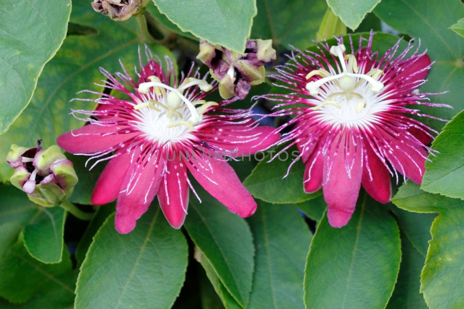 A couple of vibrant red and white passion flowers with green leaves background growing outside in sunny tropical Florida during the day..