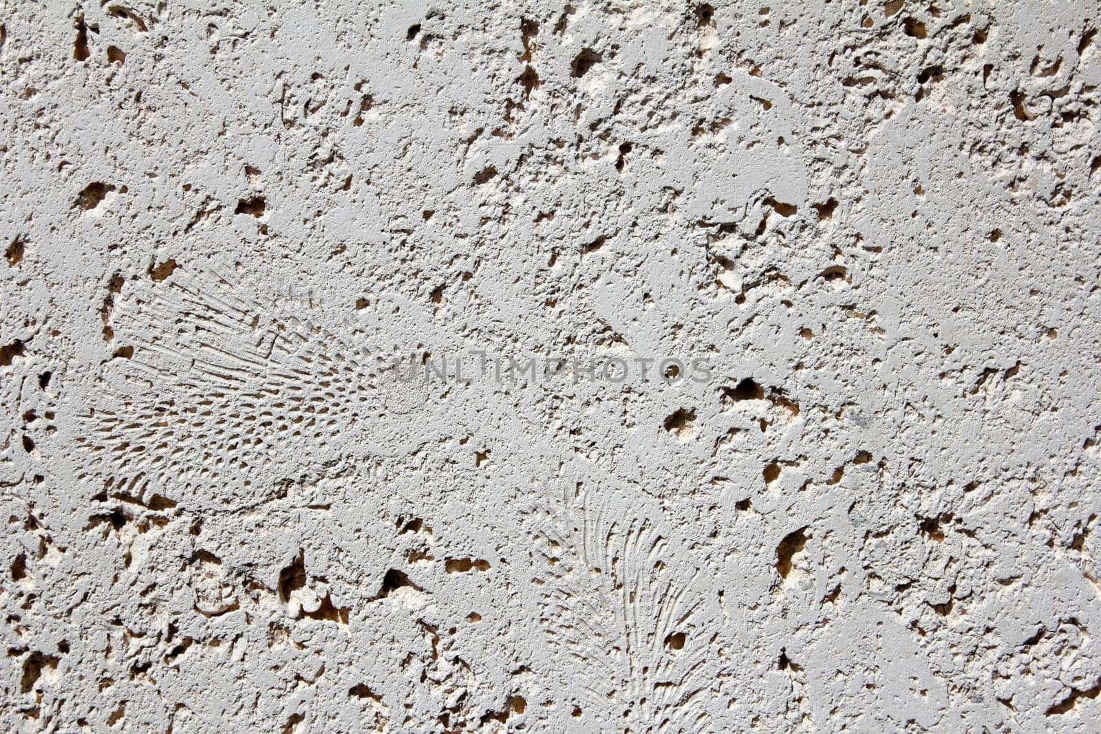 Sunny outdoor beige cream wall tile that has impressions of ferns and natural indentation formations in it.