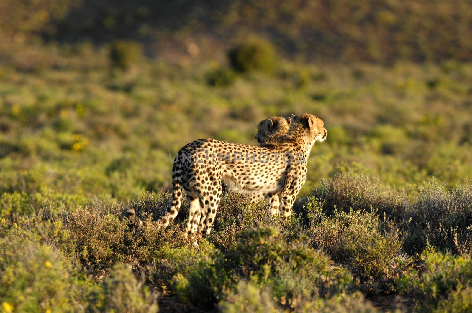 A shot of a wild cheetah in captivity
