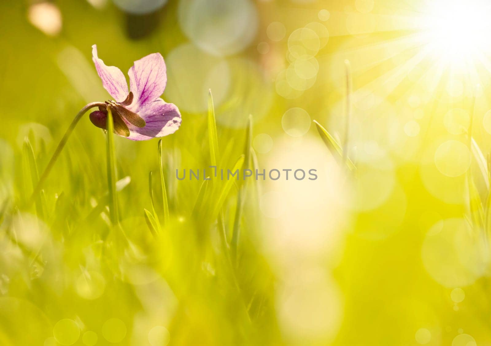Abstract colorful blurred spring background
