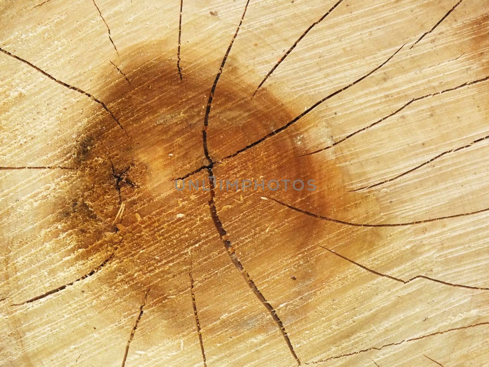 Wood