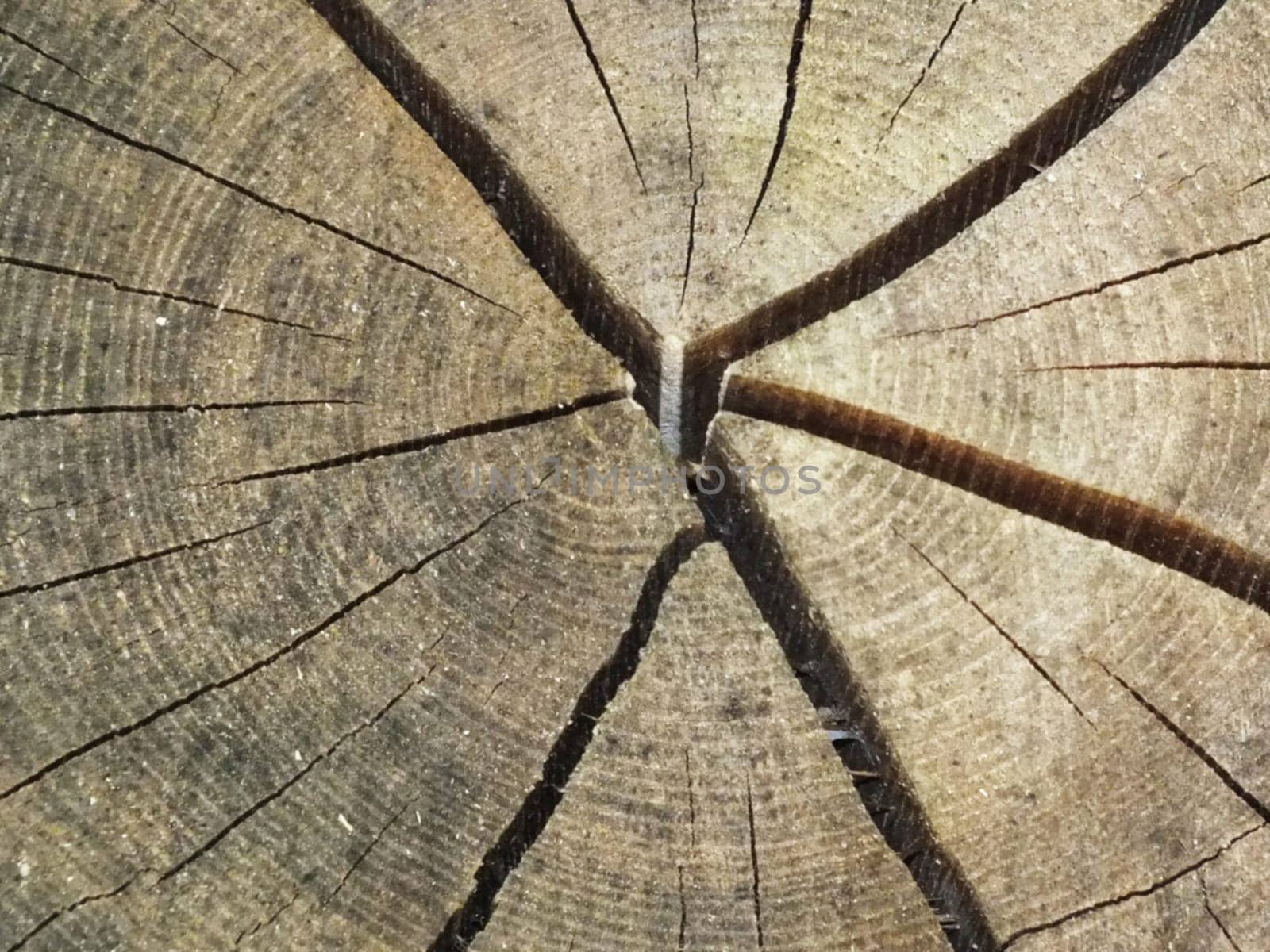 Wood