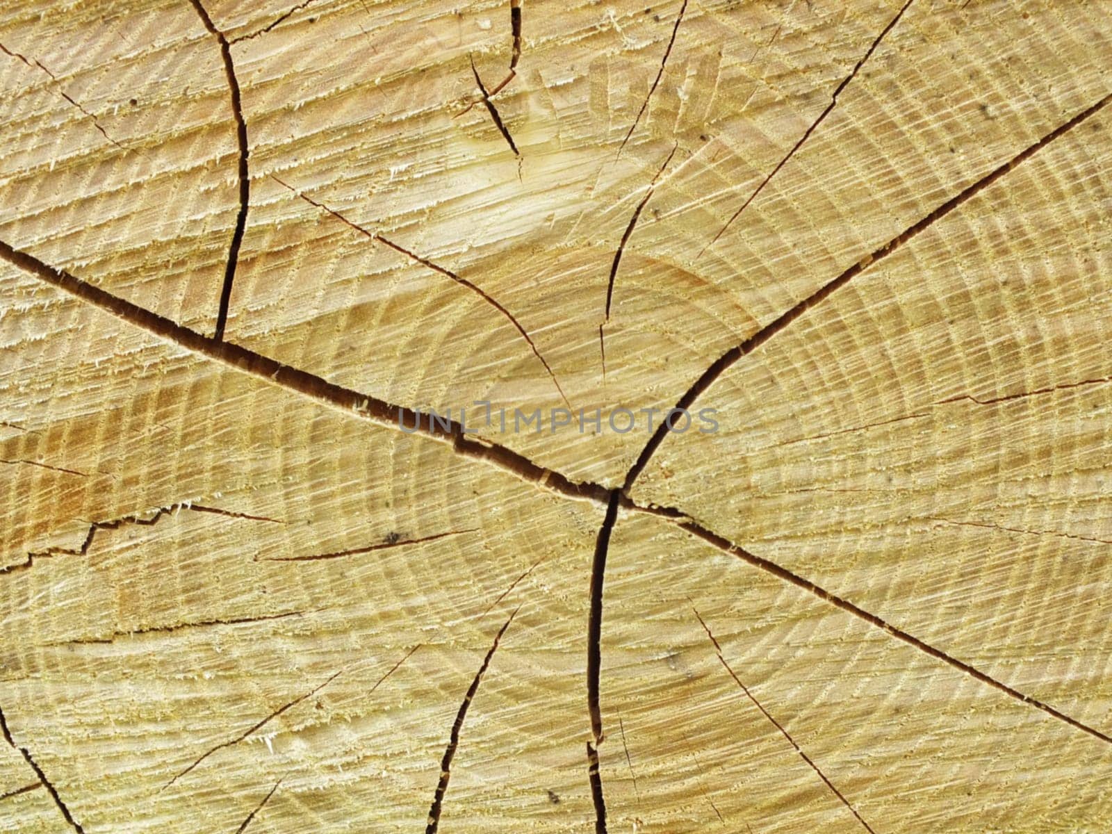 Old wood