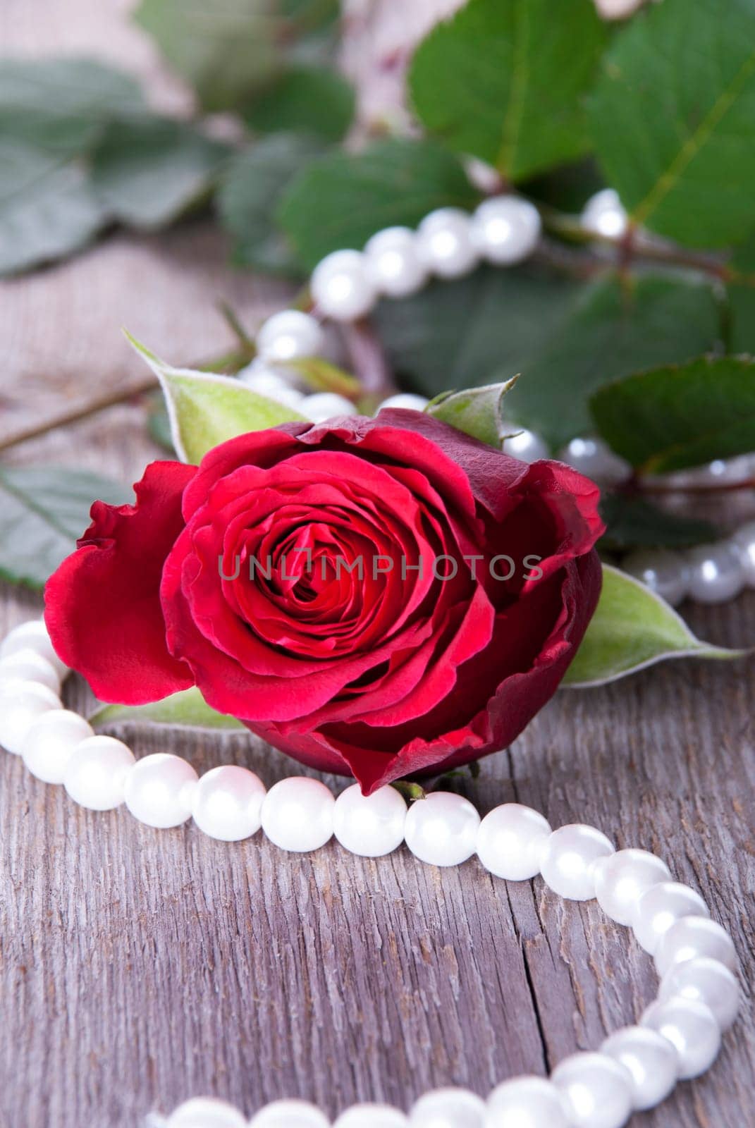 A Red Rose With Pearls on Timber as Background