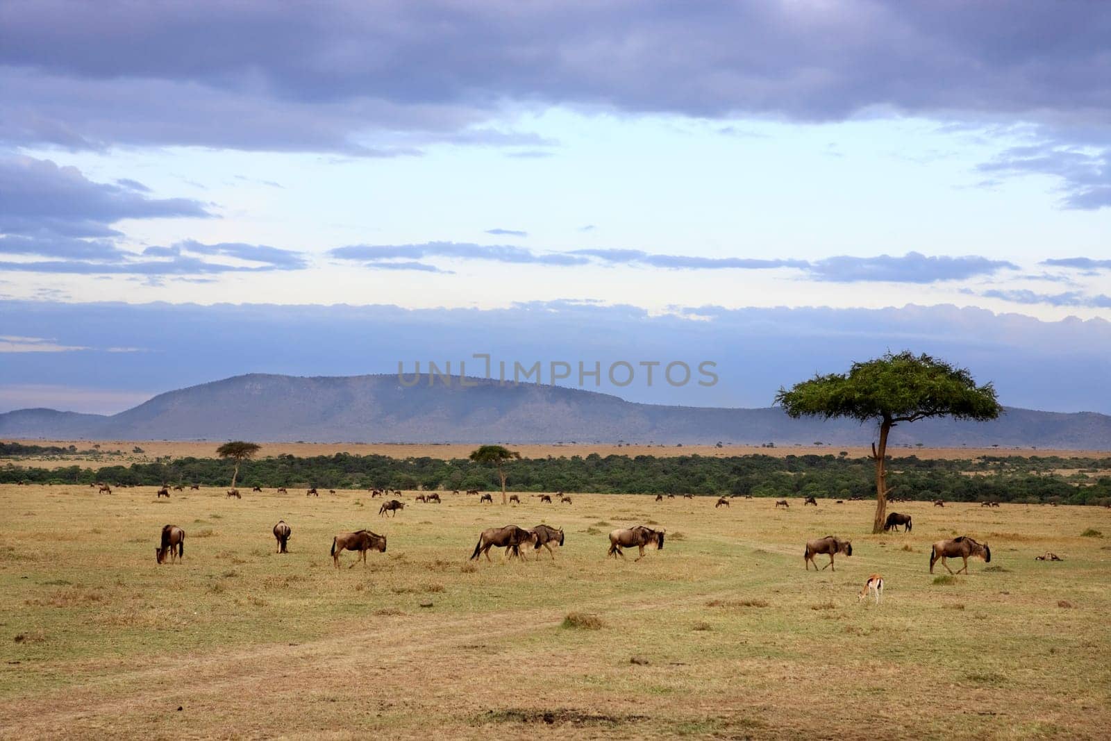 wildebeest herd in the beautiful plains of the Masai Mara reserve in Kenya Africa