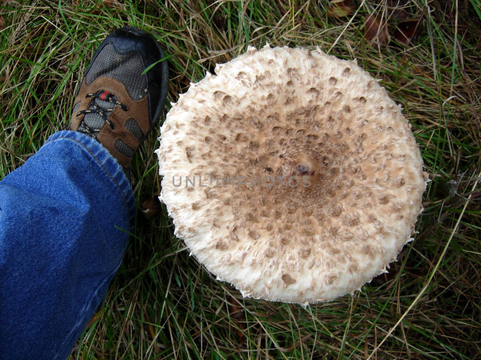 Parasol in the grass
