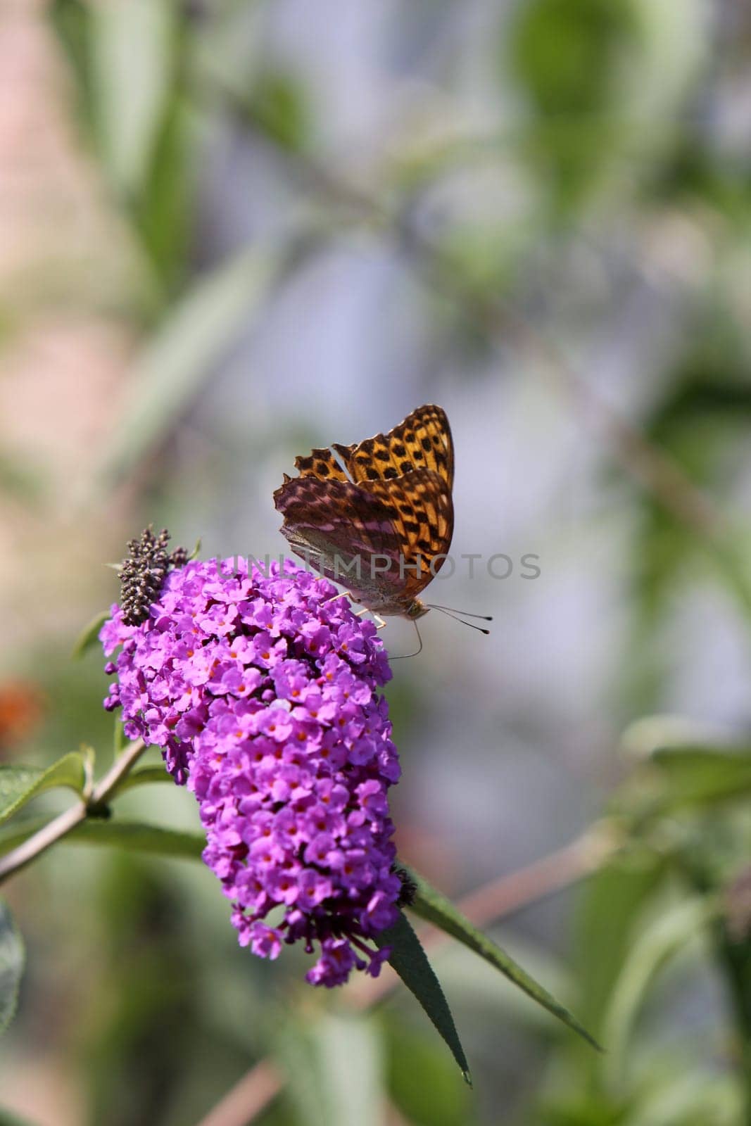 Emperor's coat on lilac