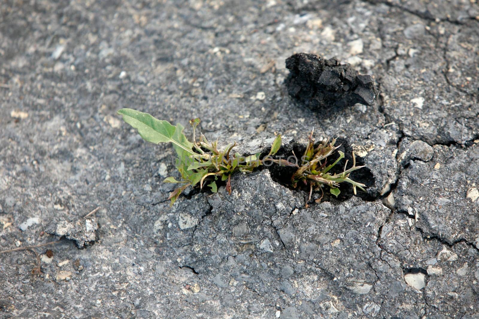 Plant breaks through an asphalt surface