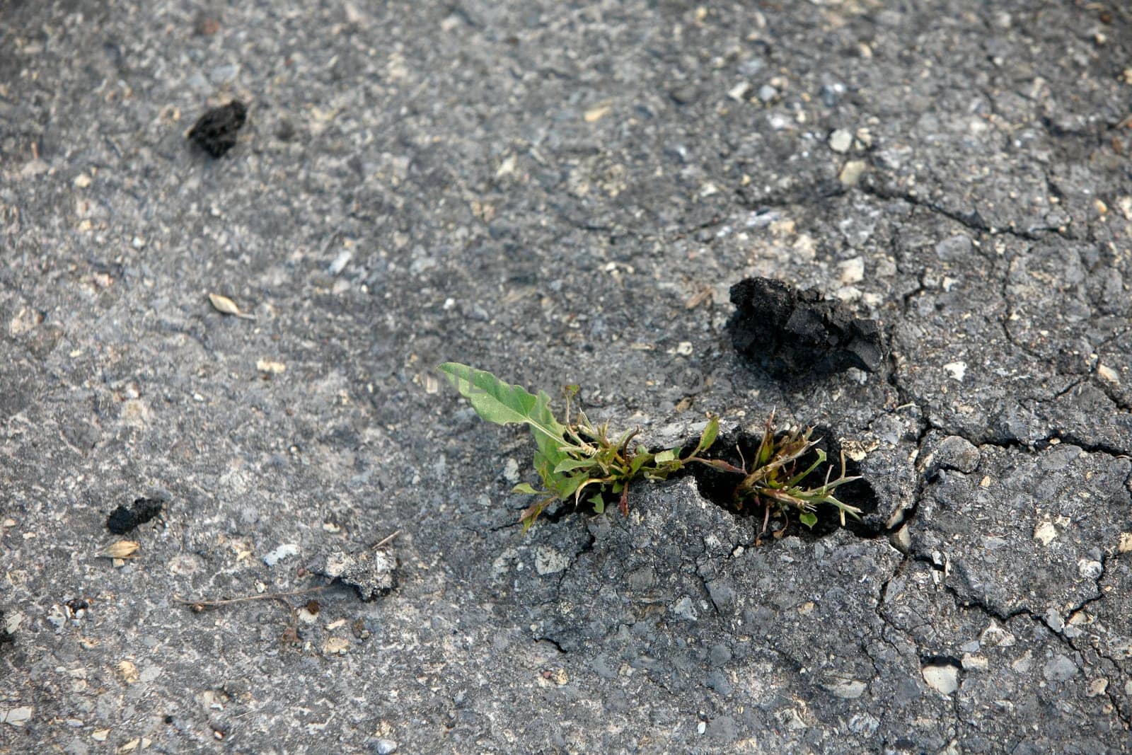 Plant breaks through an asphalt surface