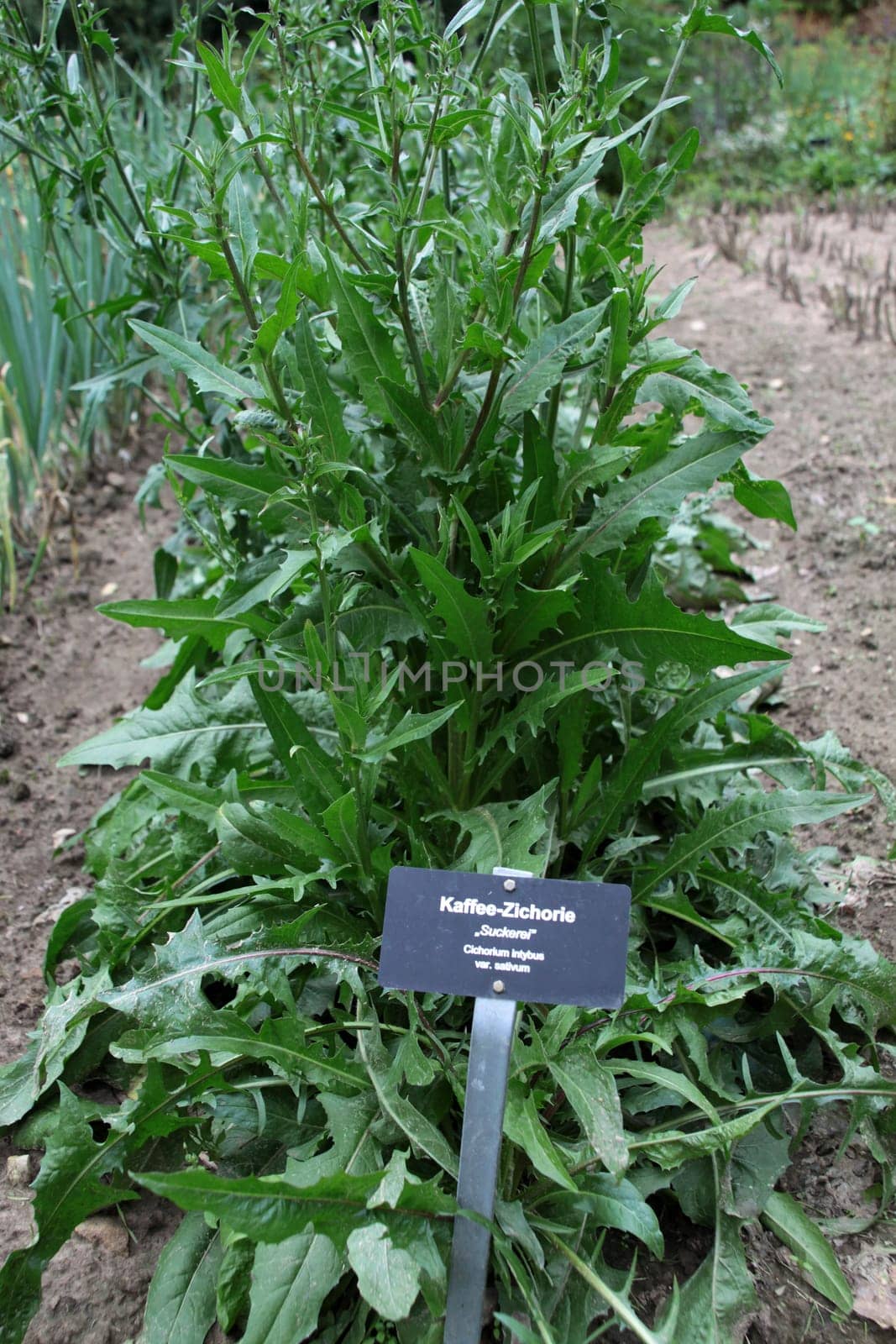 Ordinary chicory