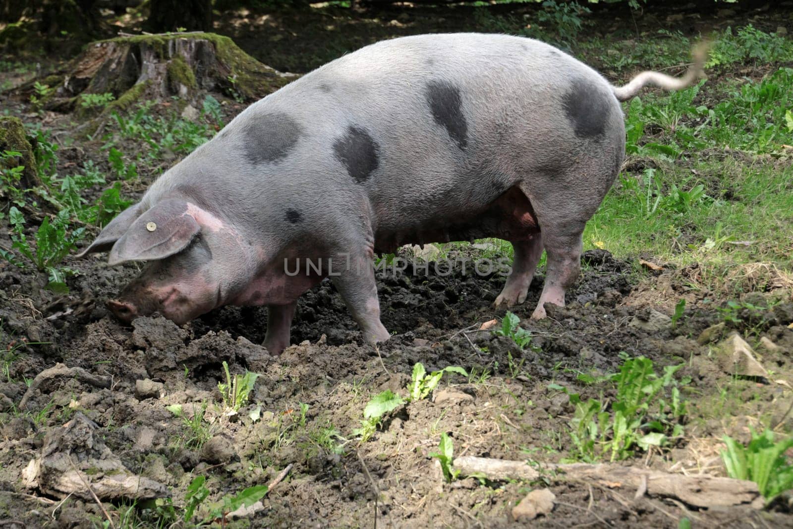Bentheim country pig