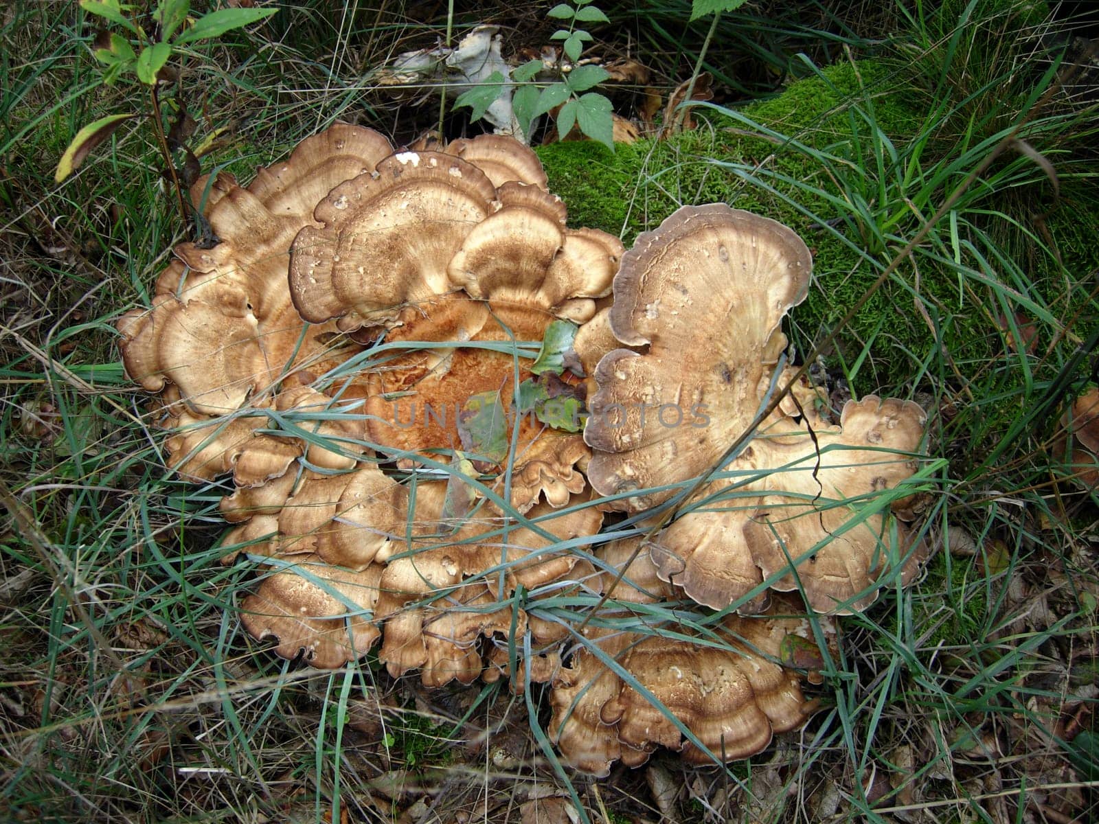 Giant polypore