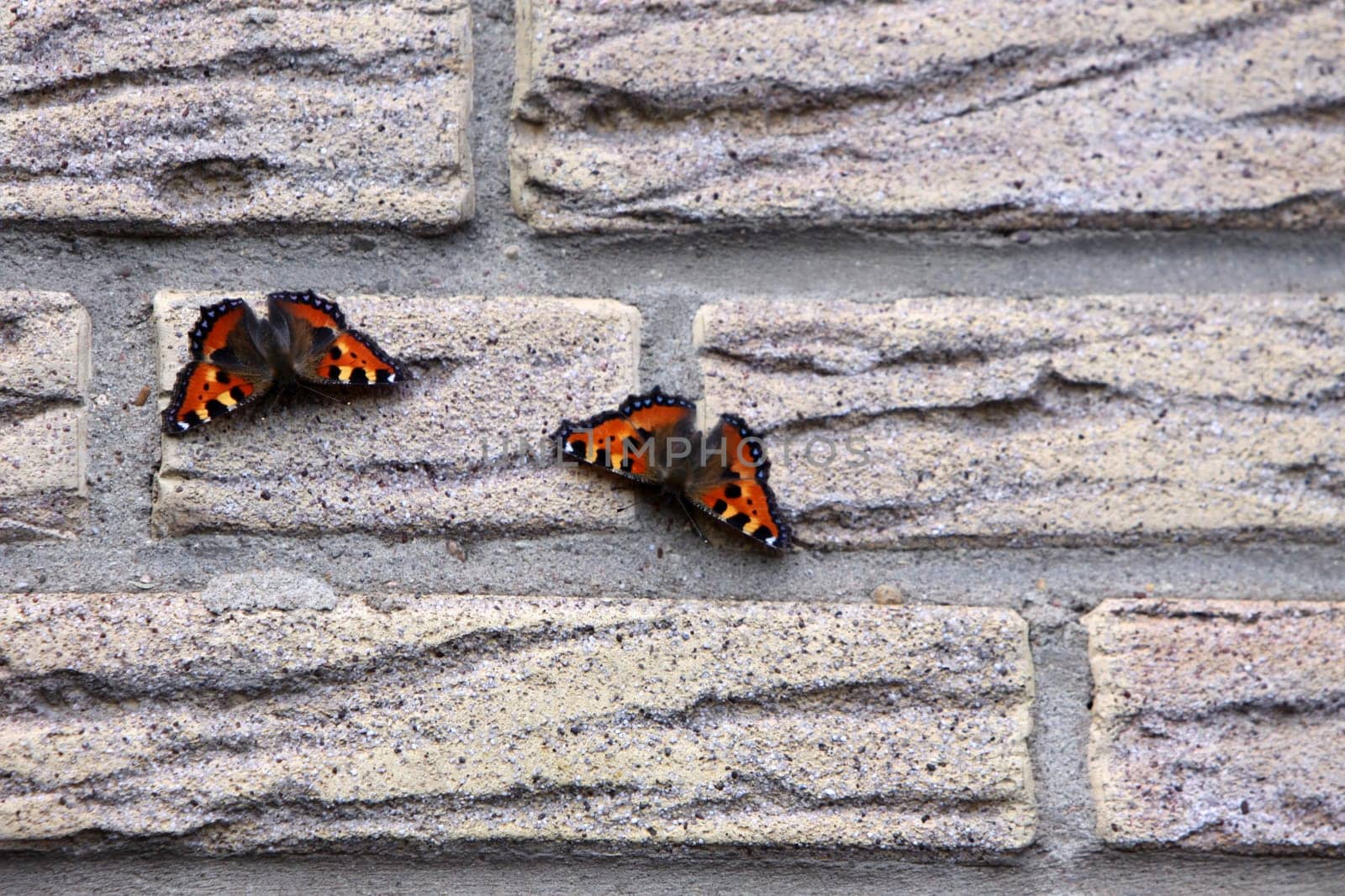 Two Little Foxes on a Haswand