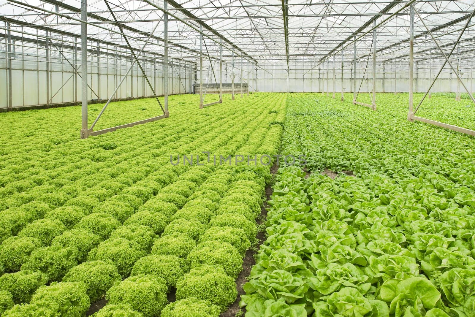 Monoculture of Salad plants growing in glasshouse in summer - horizontal