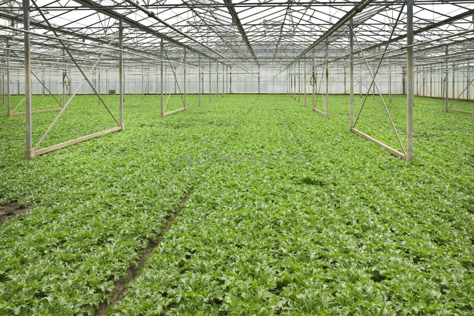 Overview monoculture of Andive plants growing in glasshouse in summer - horizontal
