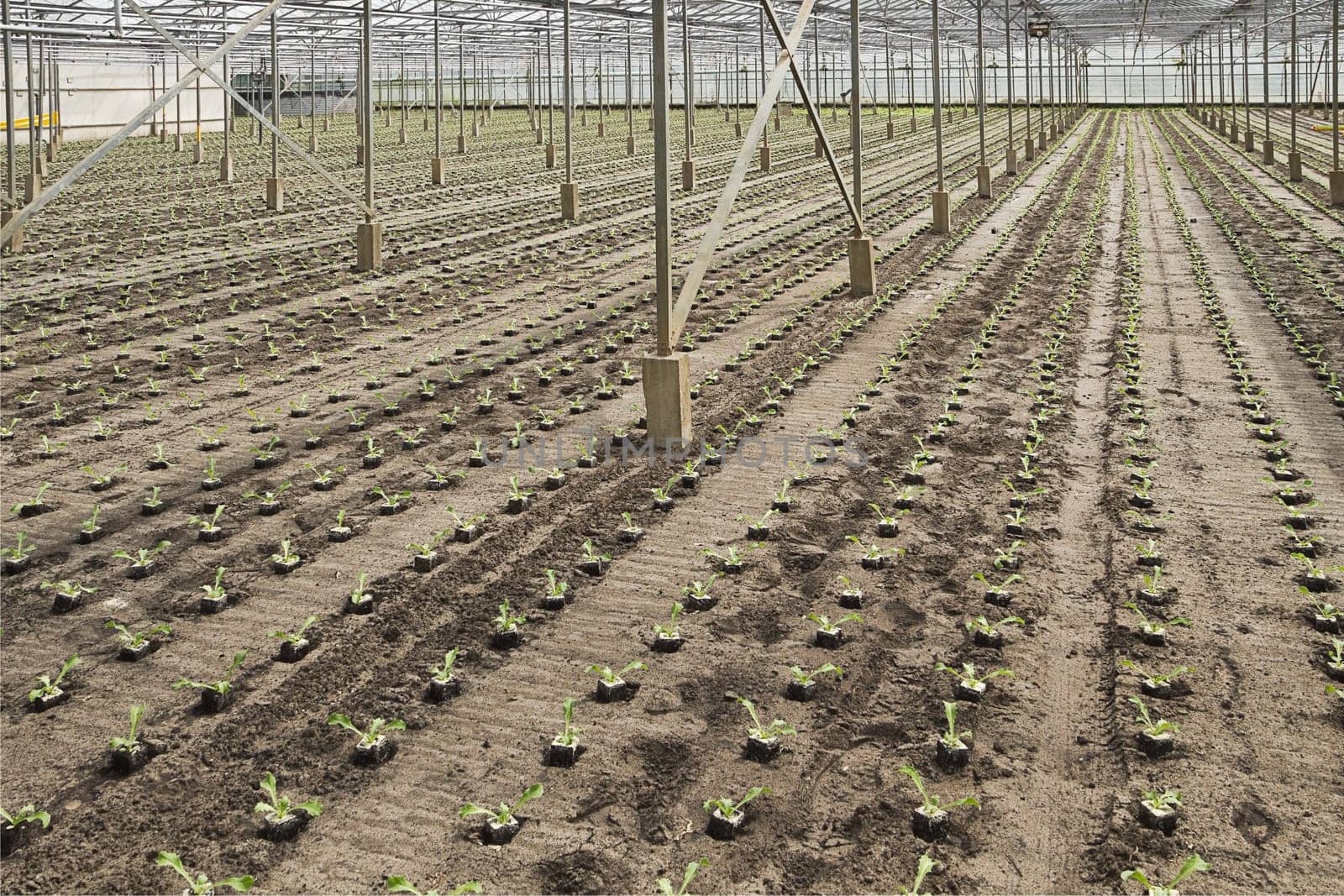 Working on new planting of young Andive plants in glasshouse in summer - horizontal