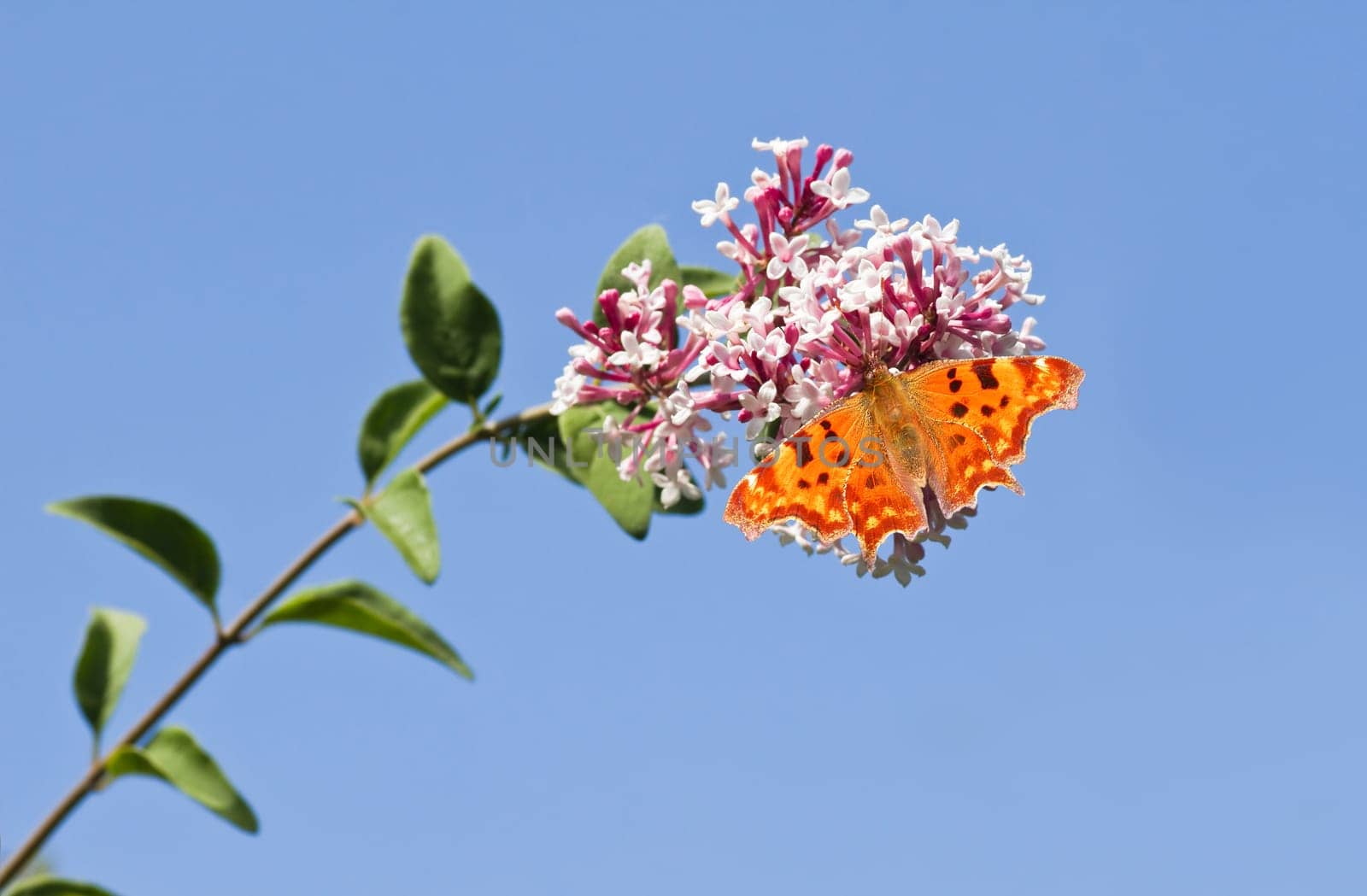 Comma butterfly feeding on Syringa flowers with blue sky background