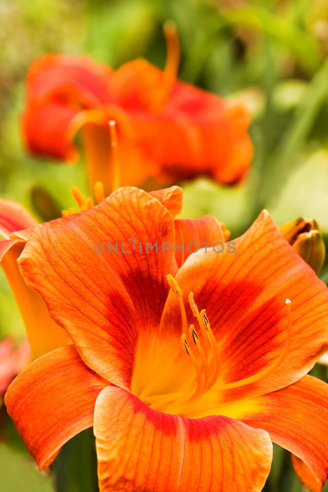 Summer flowers Orange daylilies in garden - vertical