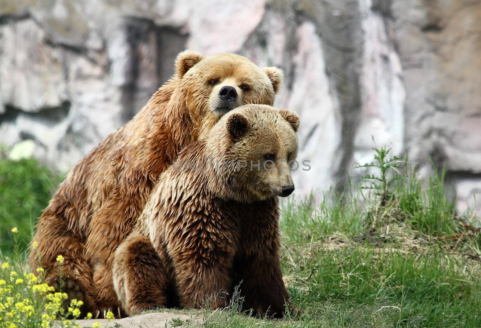 Brown bears
