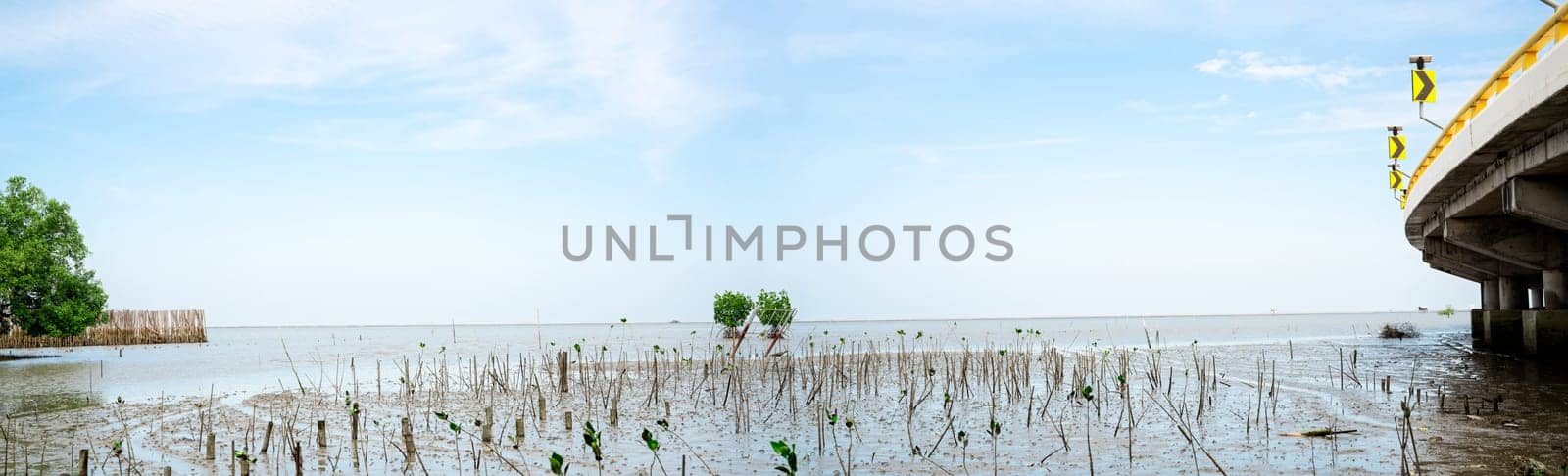 Green mangrove tree planting in mangrove forest. Mangrove ecosystem. Natural carbon sinks. Mangroves capture CO2 from the atmosphere. Blue carbon ecosystems. Mangroves absorb carbon dioxide emissions. by Fahroni