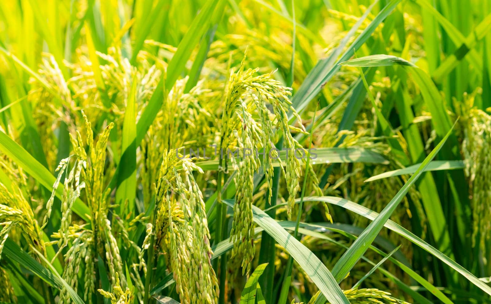 Green rice paddy field. Rice plantation. Organic jasmine rice farm in asia. Rice growing agriculture. Beautiful nature of farmland. Asian food. Paddy field wait for harvest. Plant cultivation.