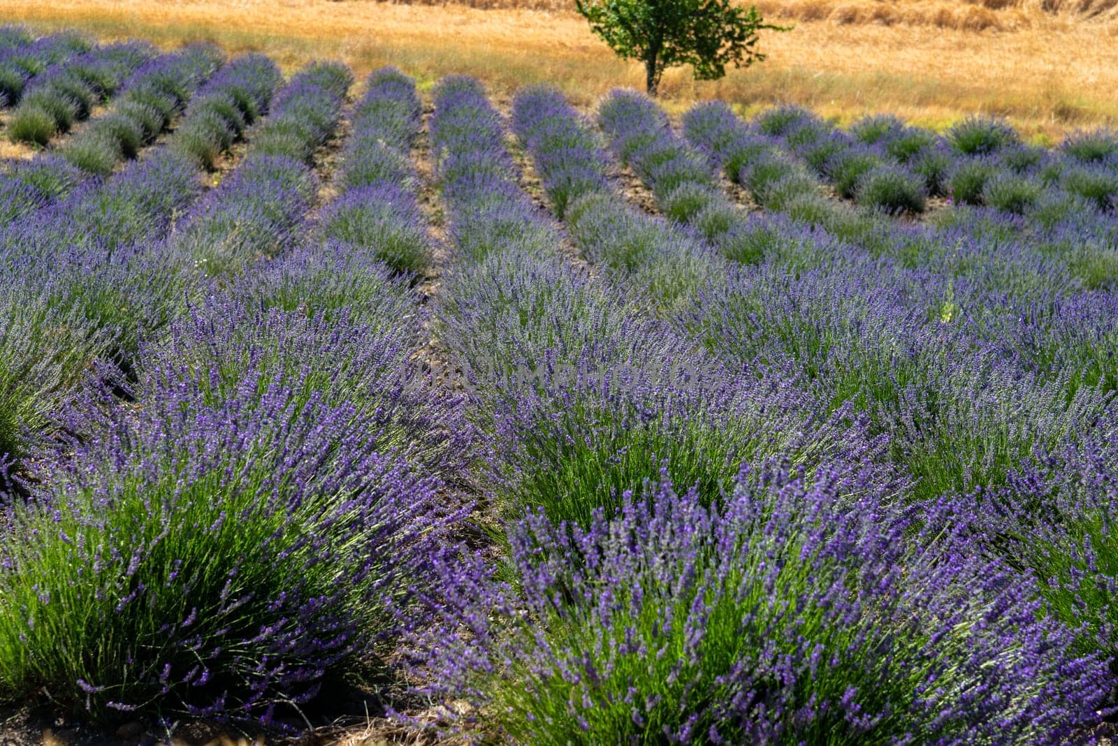 A field of lavender flowers on a sunny day