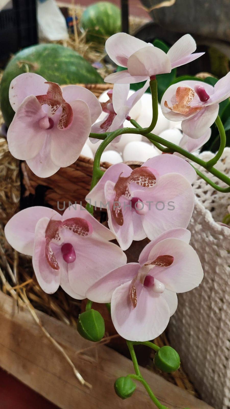 pink orchid flowers in a white decorative basket, home design, decorations, decor objects. High quality photo