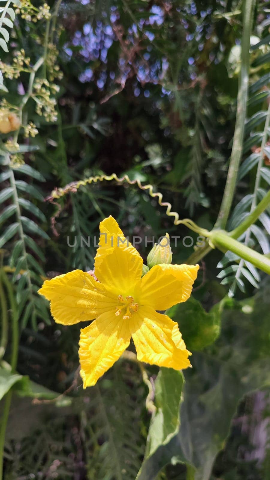 flowers yellow with green leaves,plant nature. High quality photo