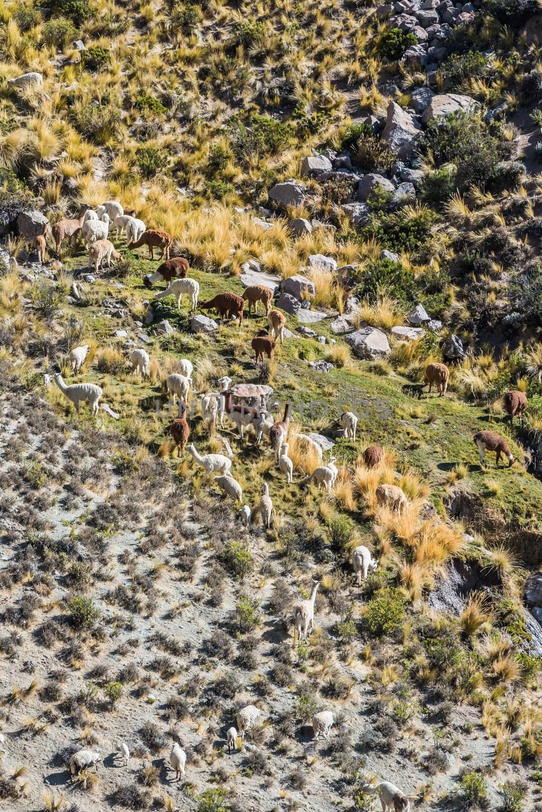 livestock in the peruvian Andes at Arequipa Peru