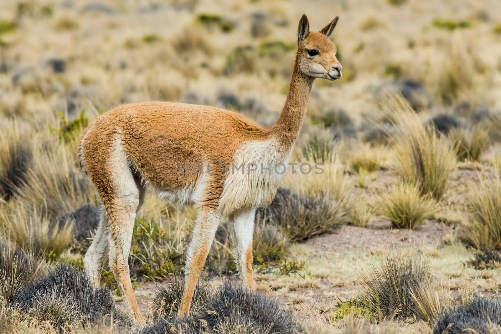 Vicuna in the peruvian Andes at Arequipa Peru