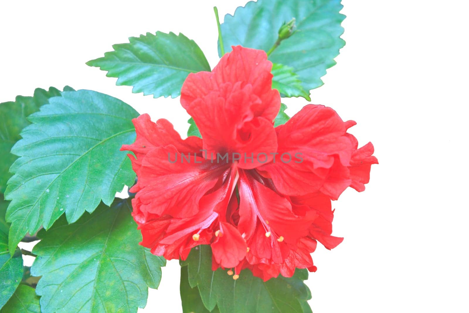 Flower from Thailand, Vivid pink hibicus is blooming in the morning sunlight