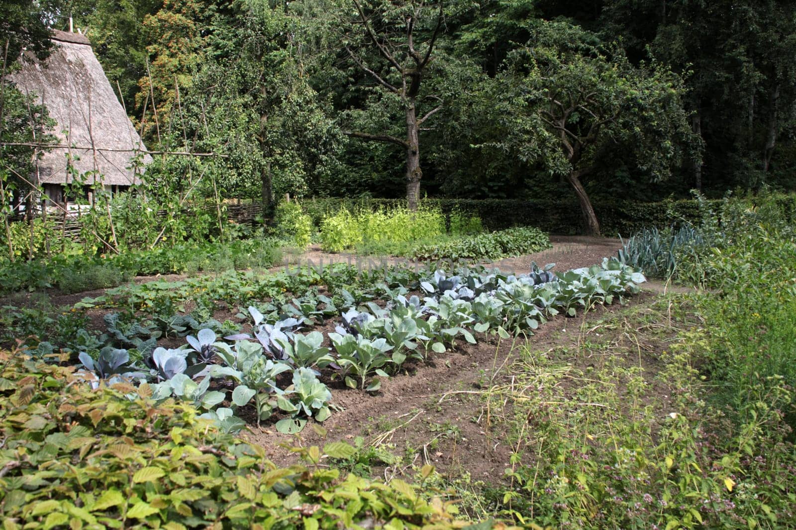 Vegetable garden