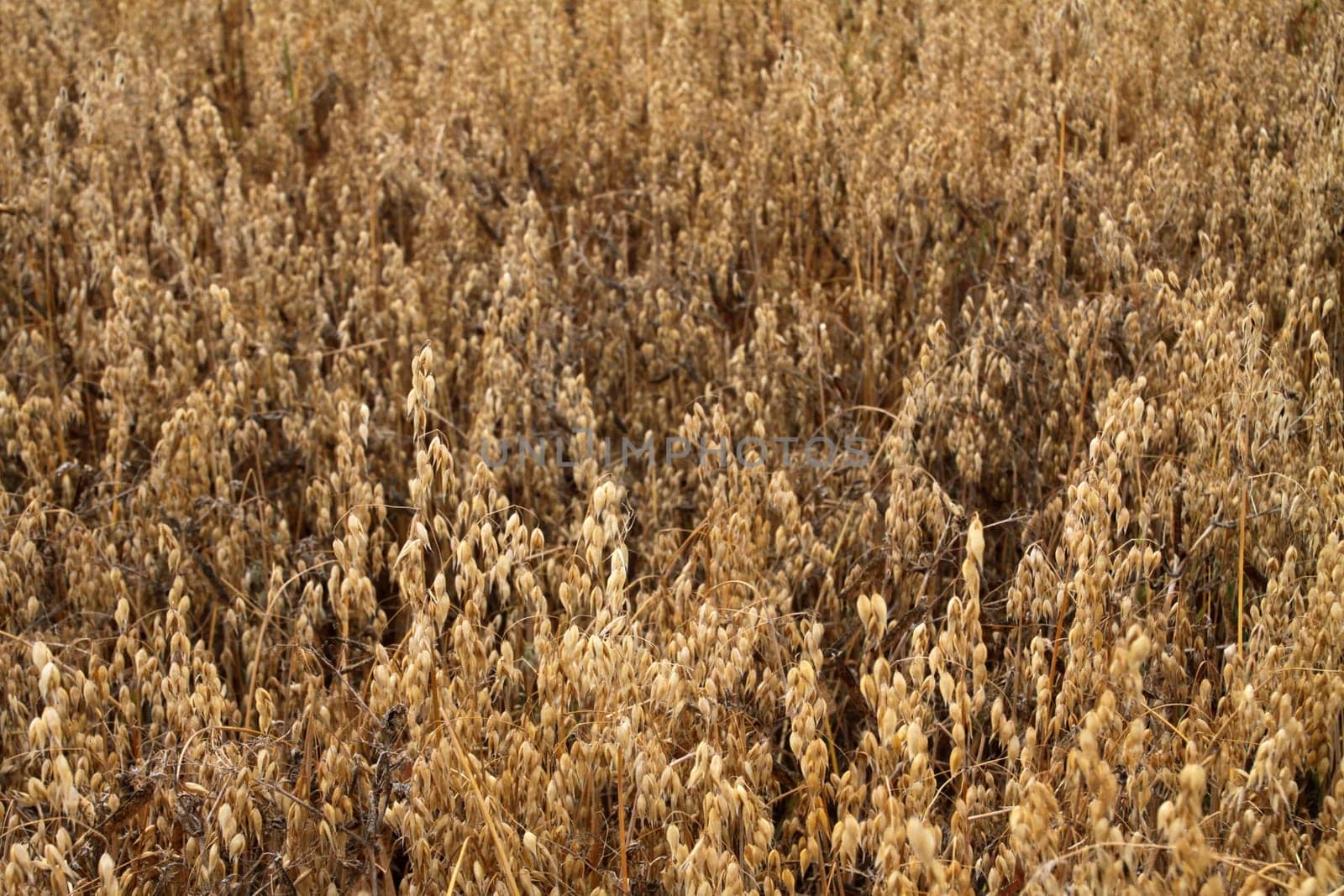 Ripe oats