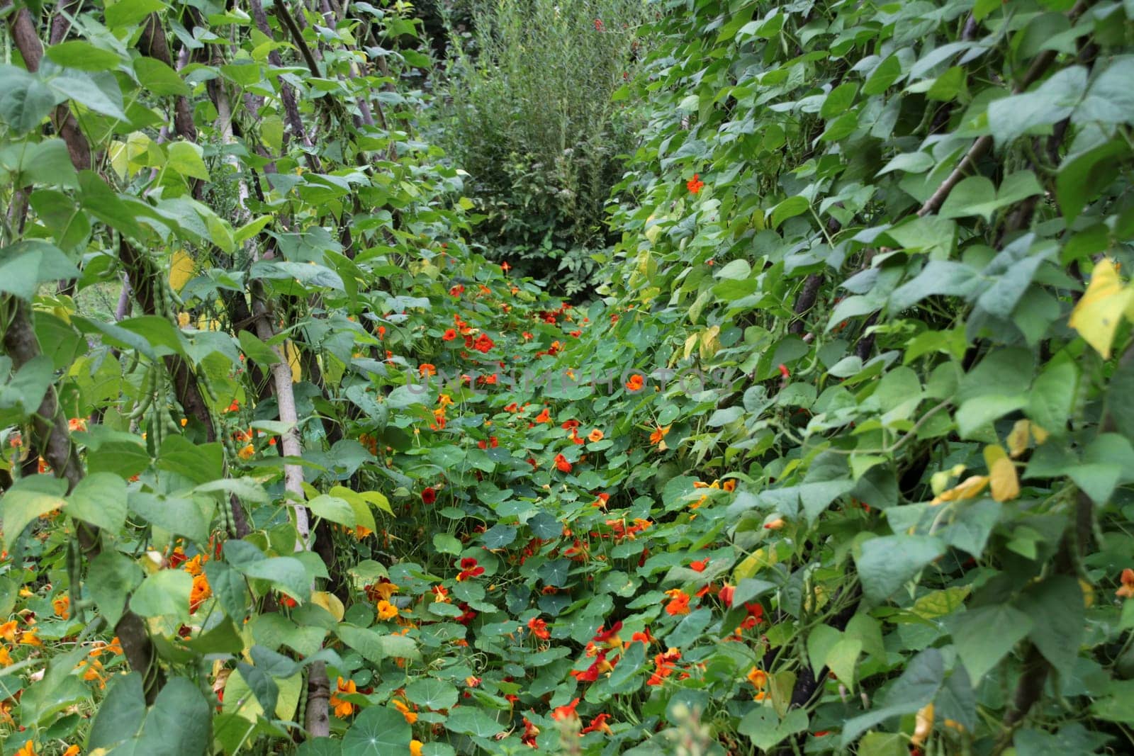 Cottage garden with nasturtium and bean rack