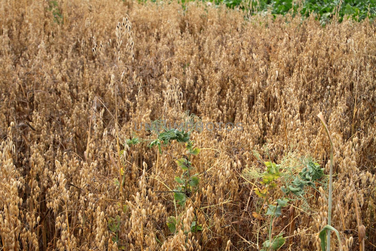 Erbschäfer