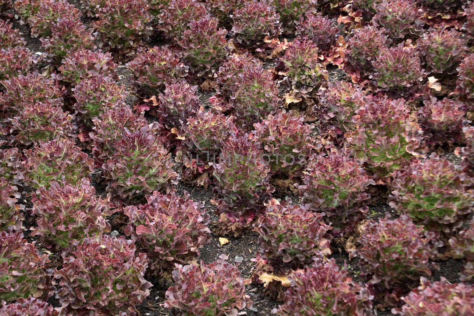 Lettuce oak leaf red in a kitchen garden