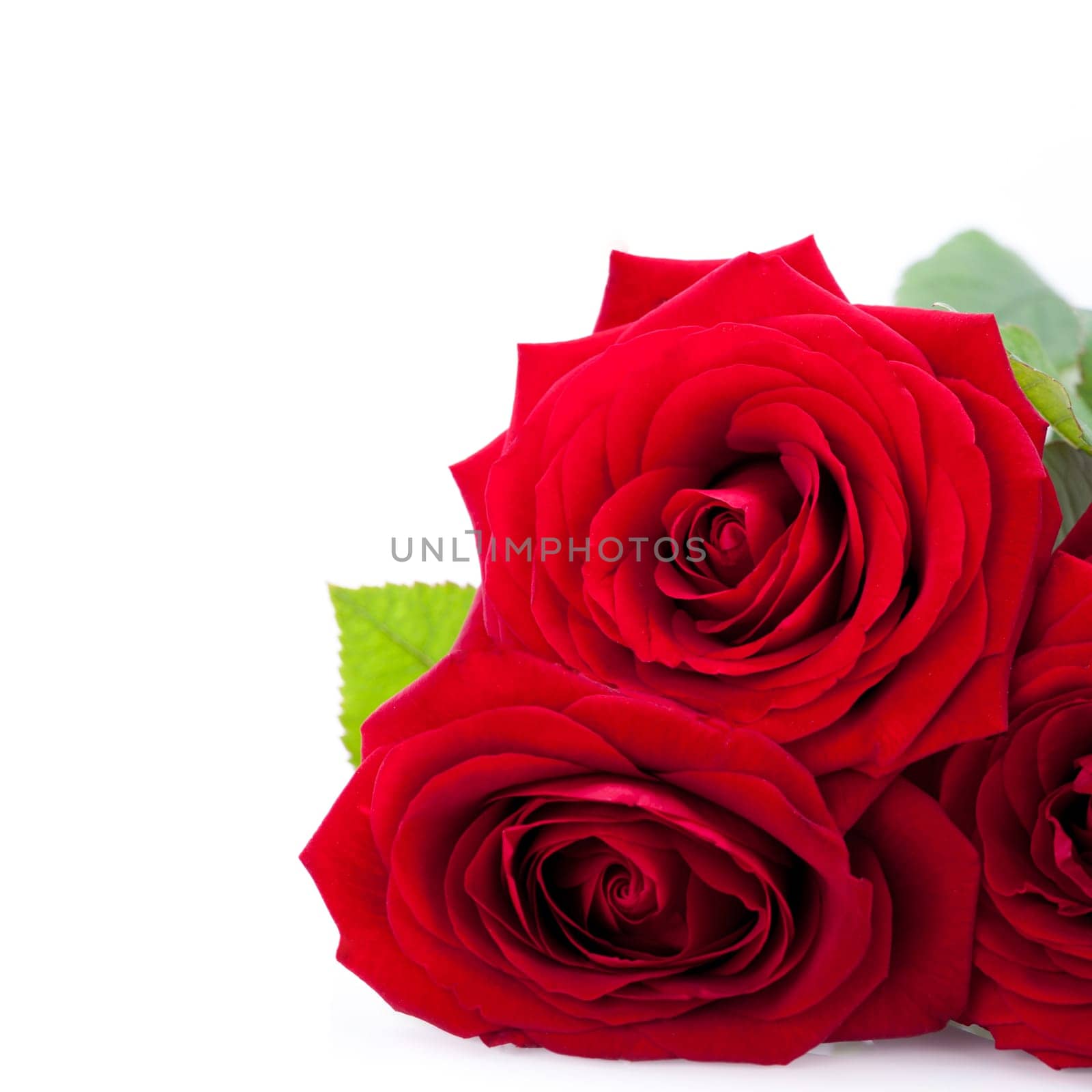 Gorgeous red rose close-up macro on white background valentine's day card love birthday