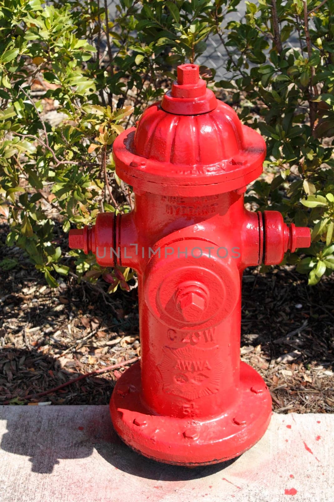 FORT LAUDERDALE, FLORIDA - MARCH 3, 2013: Close-up of a red painted fire hydrant at the edge of a city sidewalk in front of some hedges on a sunny day in Florida.