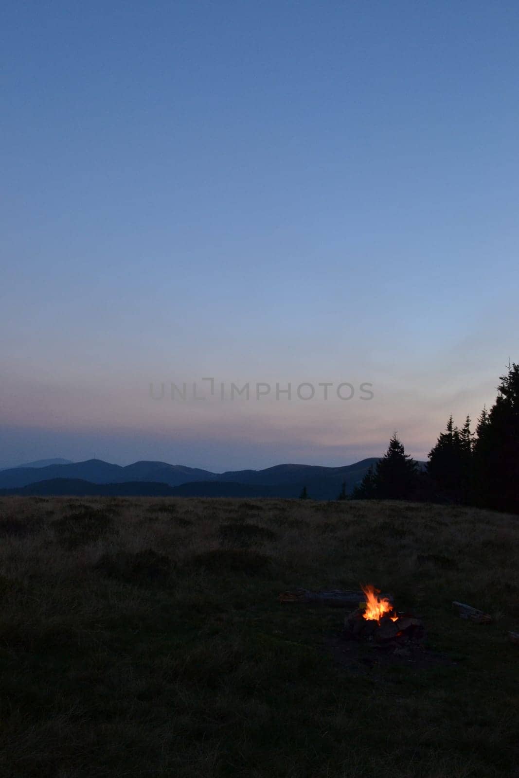stick, tree, bonfire, night, orange, grass, campfire, light