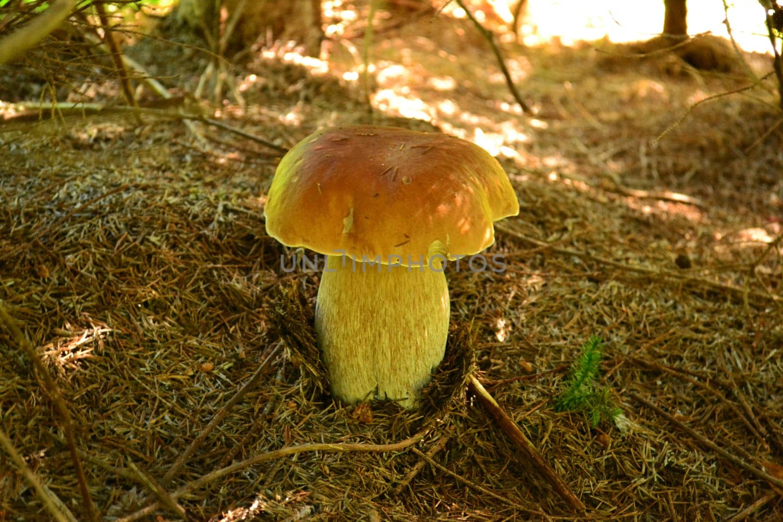 forest mushrooms growing and collected among foliage in mountains