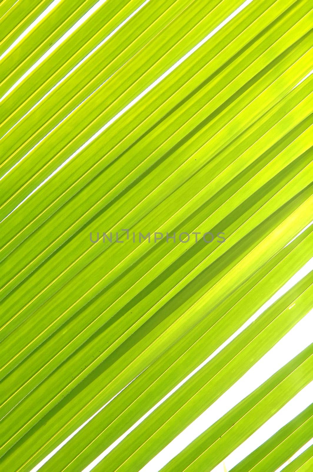 coconut leaves