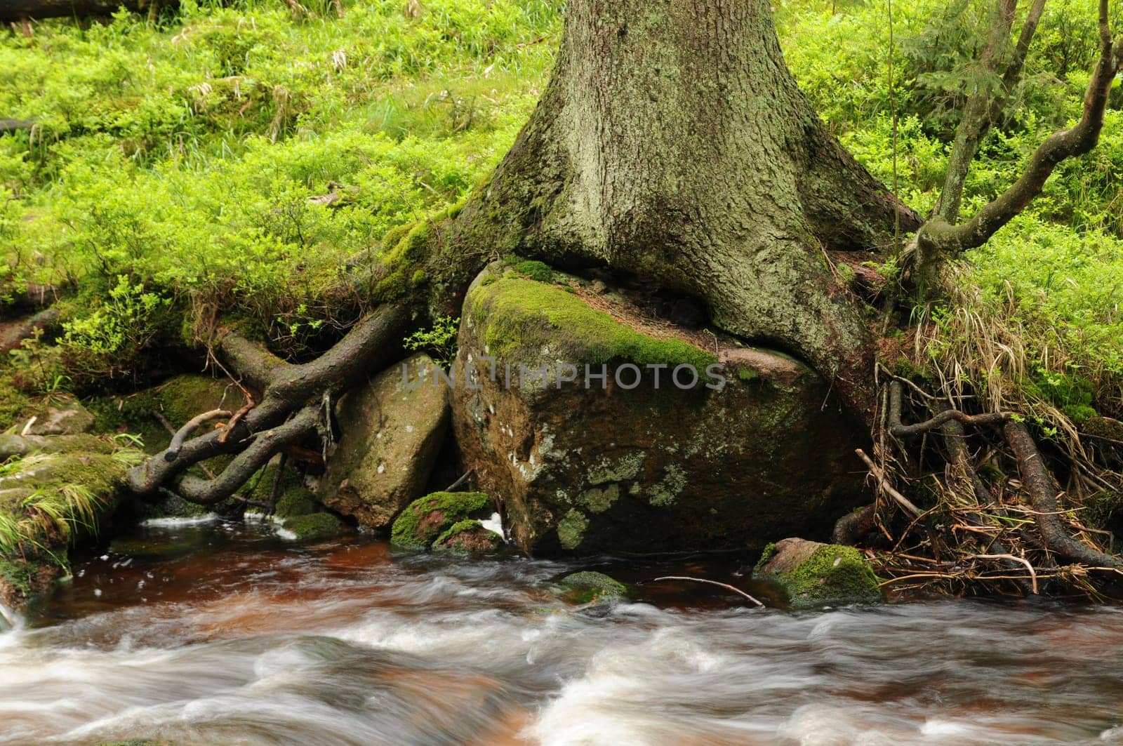 Tree roots