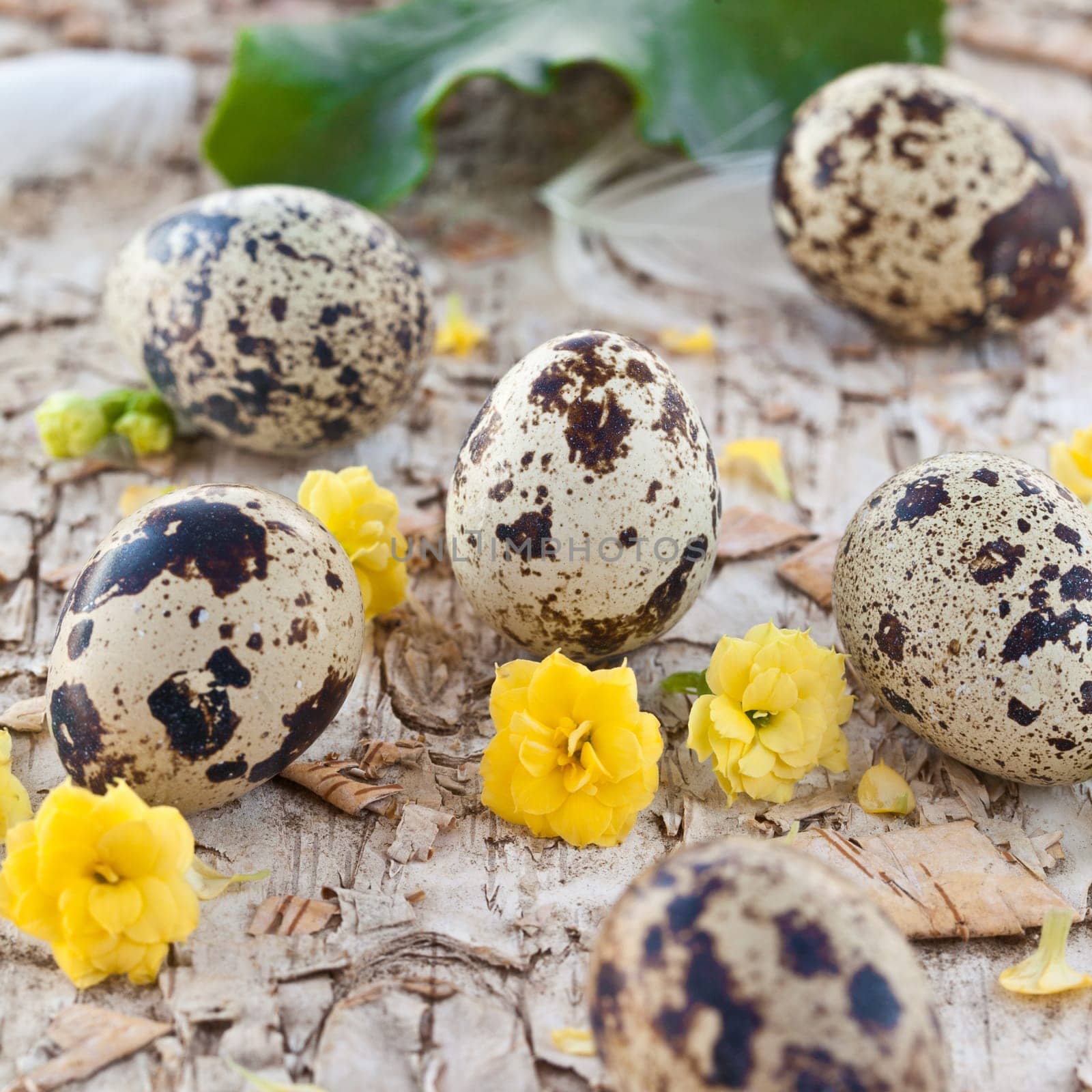 Quail eggs and yellow flowers on birch bark